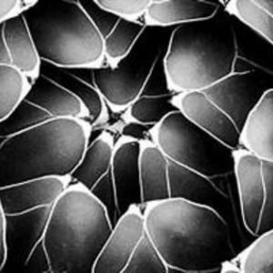 Meet your Posher, Evan